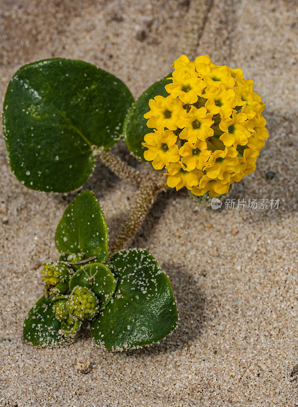 多年生花Abronia latifolia或Abronia arenaria是一种被称为海岸或黄沙马鞭草的沙马鞭草。它原产于北美西海岸，从加利福尼亚南部到加拿大。阿西洛玛海滩，加州州立海滩